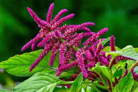 amoranth|amaranth characteristics.